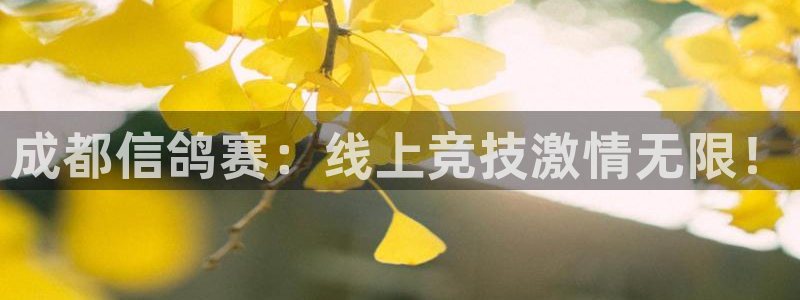 so米体育直播在线直播：成都信鸽赛：线上竞技激情无限！
